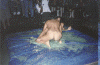 sample jelly wrestling pussyfight3pic11.jpg (76382 bytes)